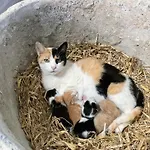 Tatil Evi De Hooiberg Walem