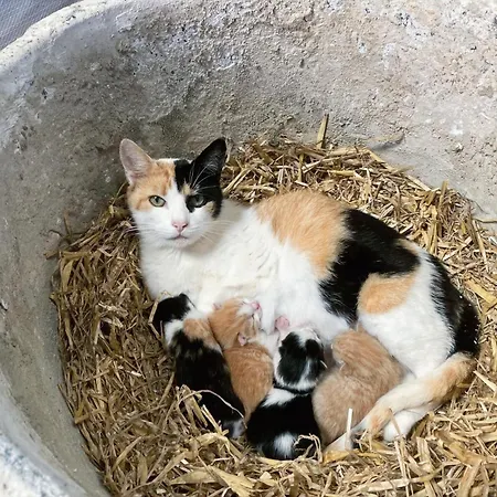 Semesterbostad De Hooiberg Walem