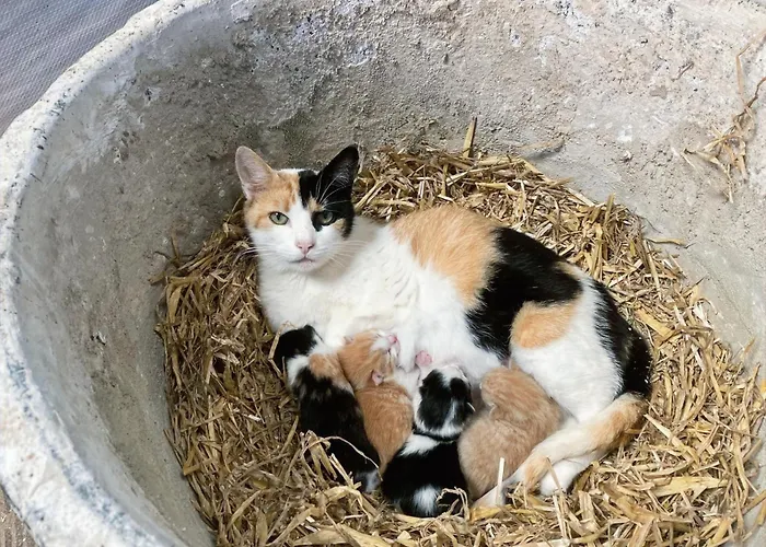 Nyaraló De Hooiberg Walem