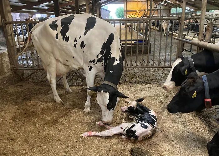 De Hooiberg Nyaraló *